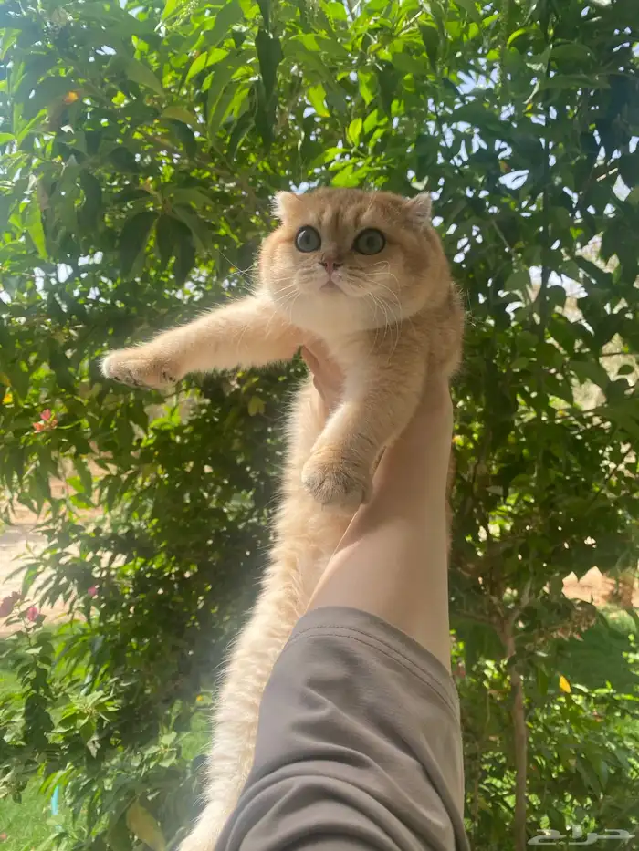 قطط سكوتش فولد تم البيع 0