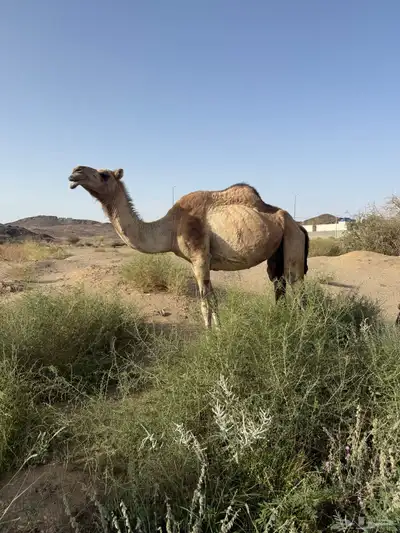 ابل بفحلها 6