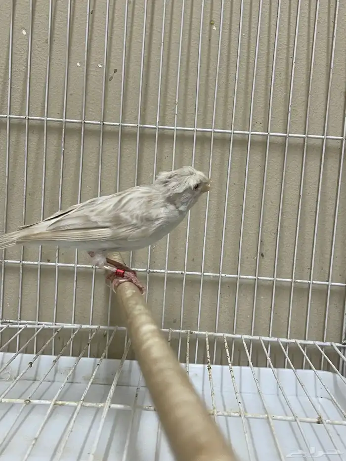 انثى كناري ستنايت كرست ( تم البيع ) 3