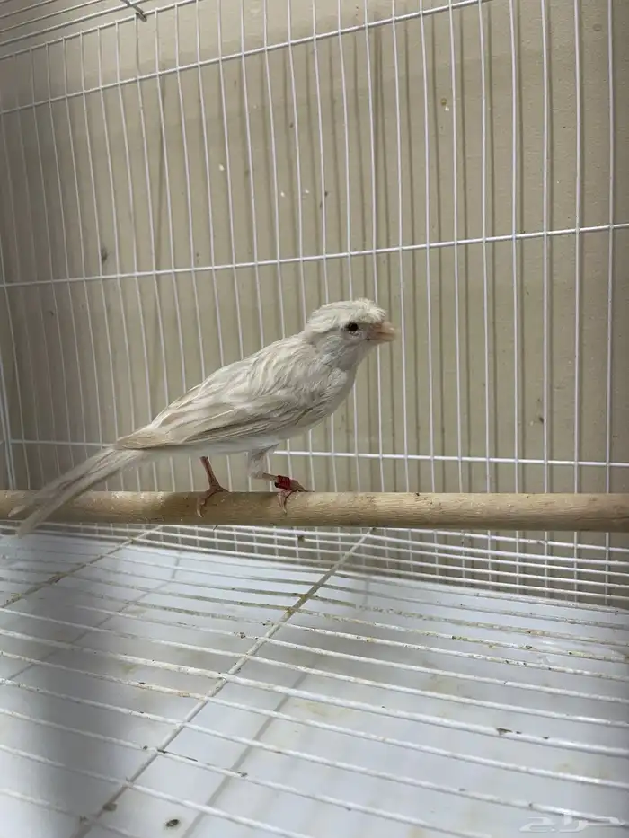 انثى كناري ستنايت كرست ( تم البيع ) 9