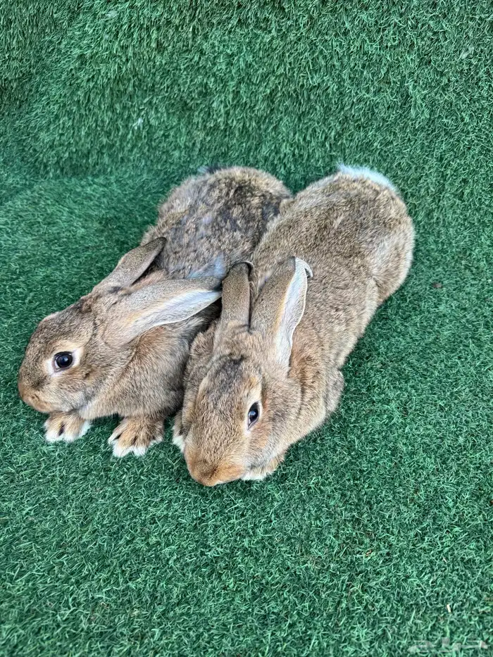 زوجين ارانب الشنشيلا العملاق 1