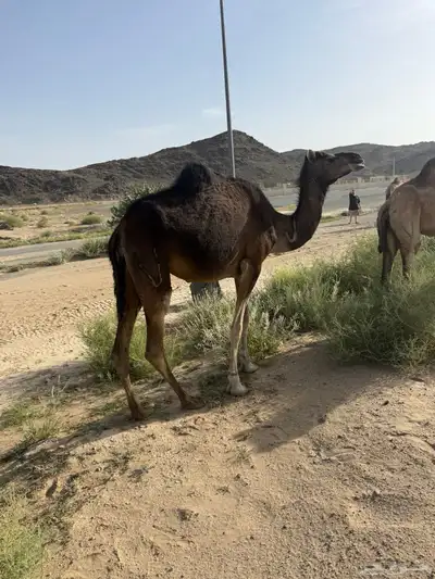 ابل بفحلها 4