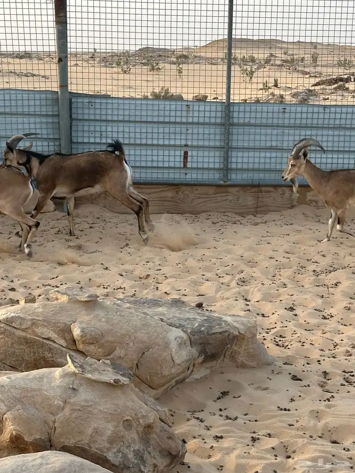 هجين وعول درجة اول 10