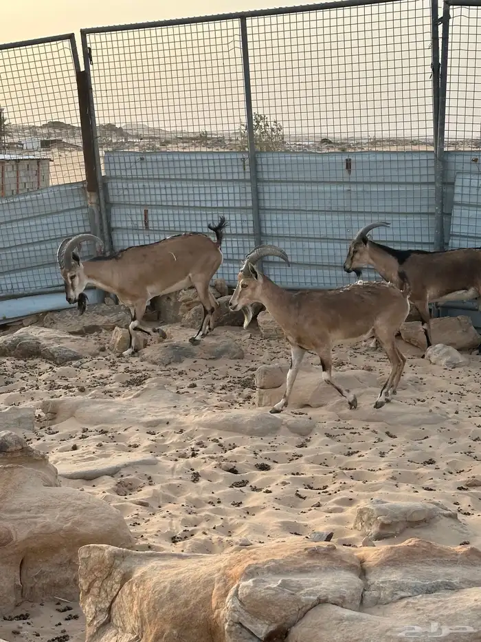 هجين وعول درجة اول 9