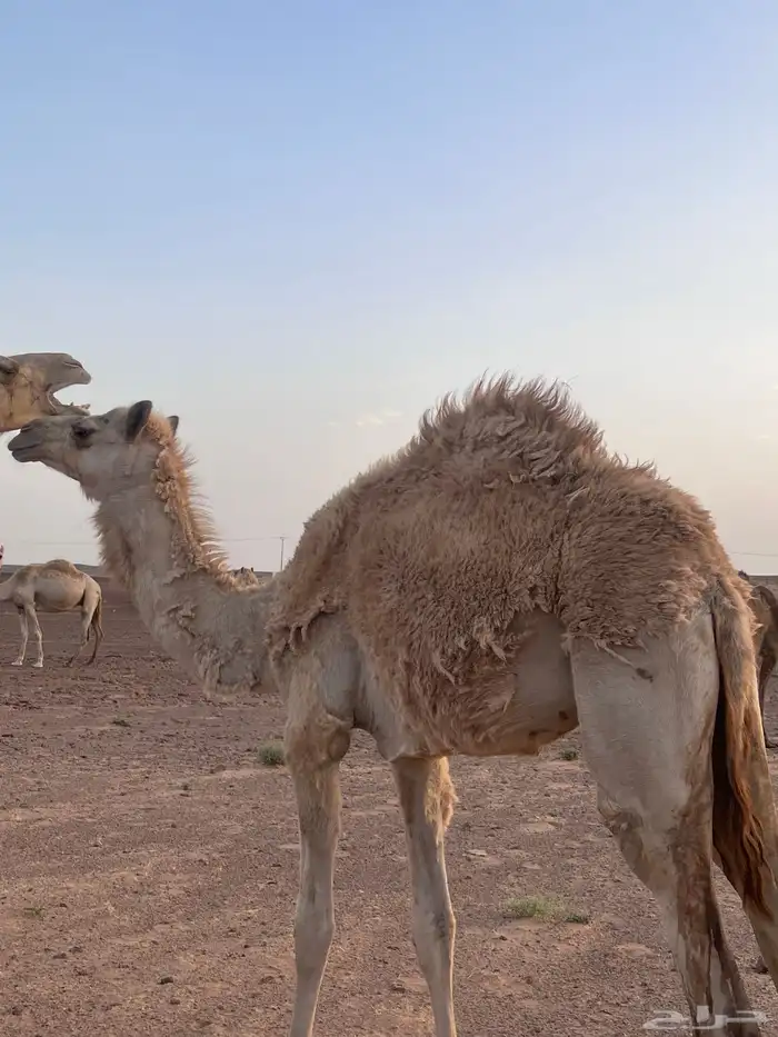 النياق ركايب وفيه بكره مفروده ومربوطه 2