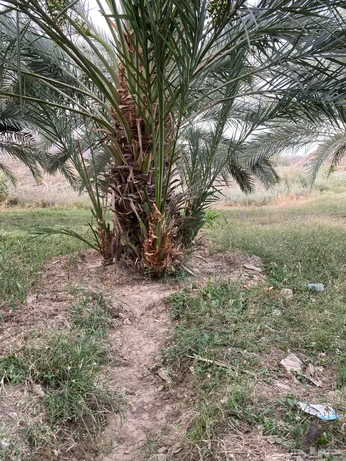 60 نخل ودي متلبن للبيع 0