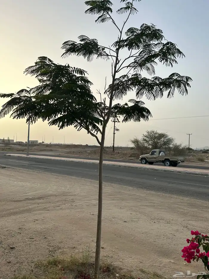 بونسينا أحمر طول وسماكه 1
