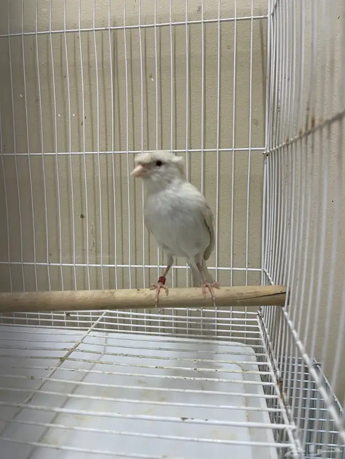 انثى كناري ستنايت كرست ( تم البيع ) 4