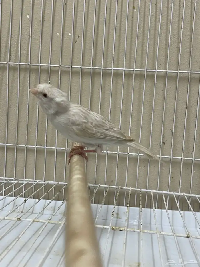 انثى كناري ستنايت كرست ( تم البيع ) 2