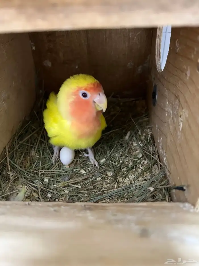 جوز روز منتج شرط اقبل البدل 0