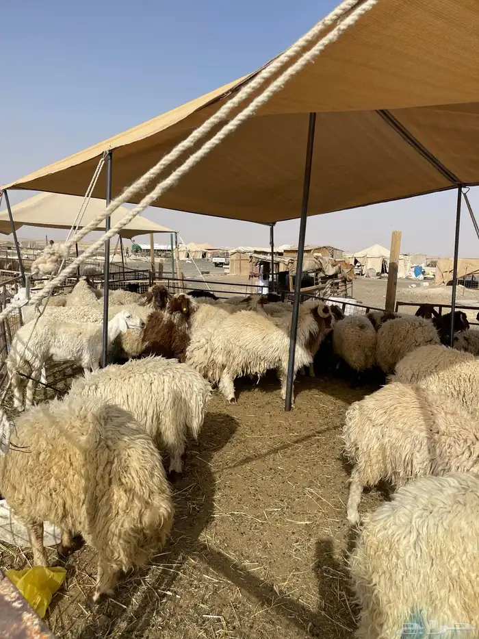 نعيمي طازج وبلدي 1