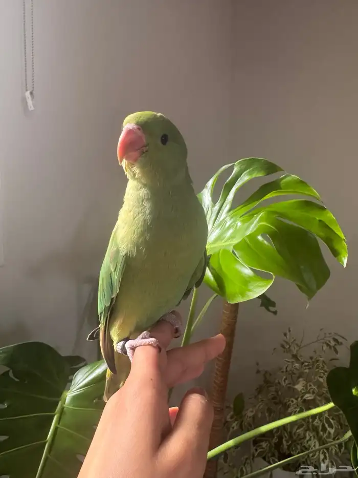 فرخ دره تم البيع 1