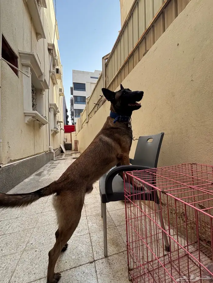 كلب ماليونو 1