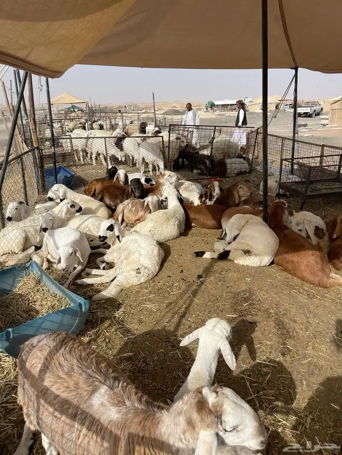 نعيمي طازج وبلدي 6
