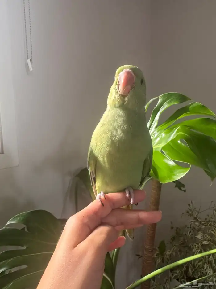 فرخ دره تم البيع 2