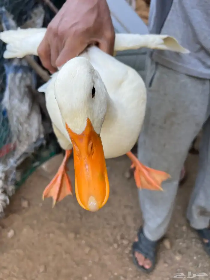 بط بكيني فاخر للبيع 1