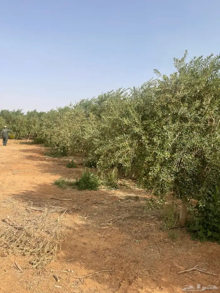 اشجار زيتون مثمر 14