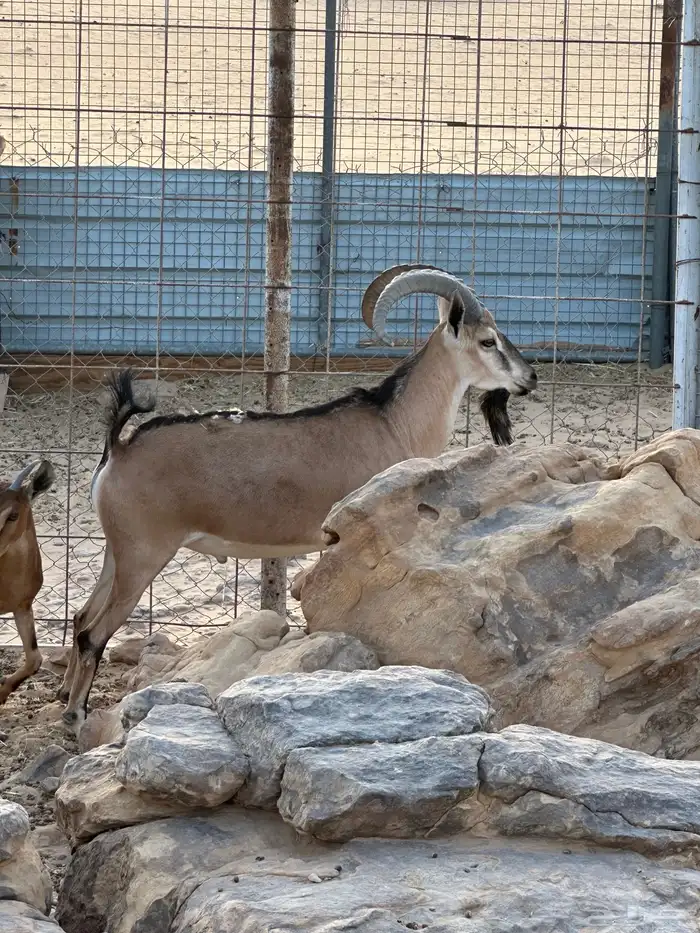 هجين وعول درجة اول 14