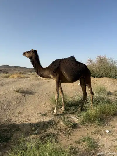 ابل بفحلها 5