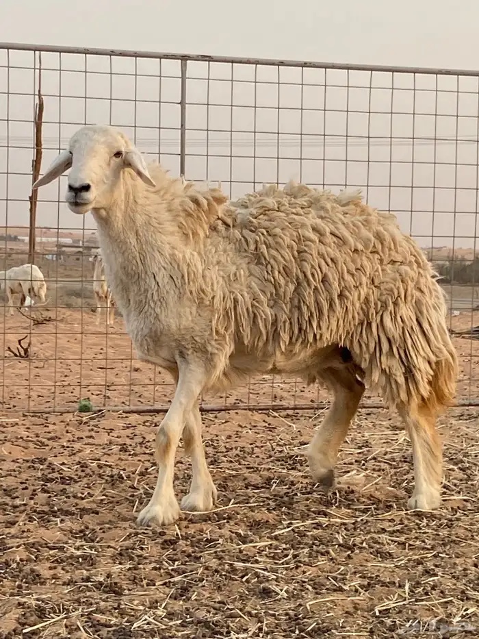 حريه حايل ضحيه 2