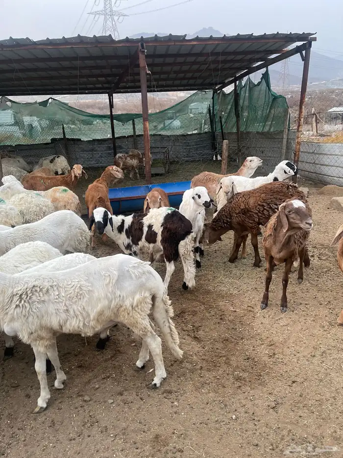 طليان سواكن شحم شرط النظافه والصحه 2