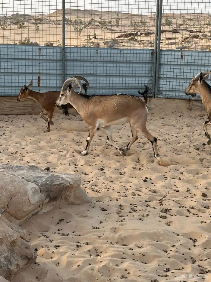هجين وعول درجة اول 11