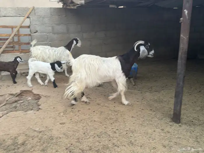 غنم ومعزى حلوة وتعجب اللي يبي ينقي ويدرهمني بشي طيب بالخرج 8