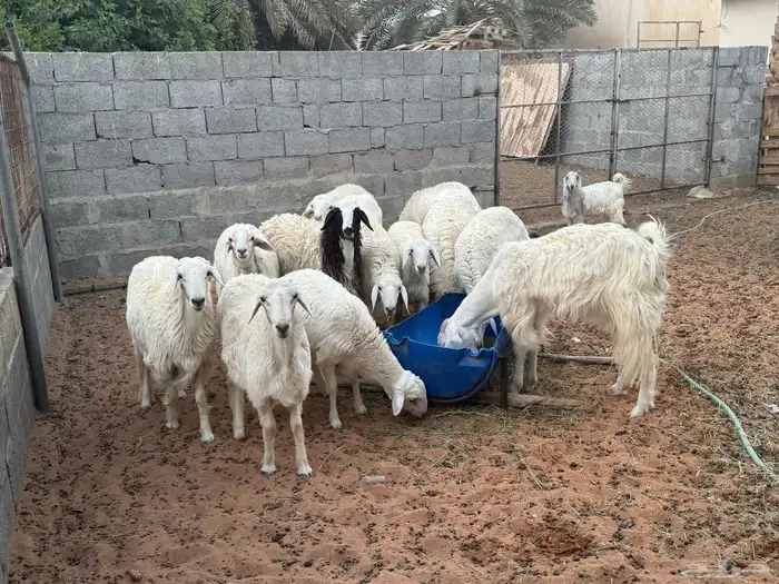 غنم ومعزى حلوة وتعجب اللي يبي ينقي ويدرهمني بشي طيب بالخرج 15