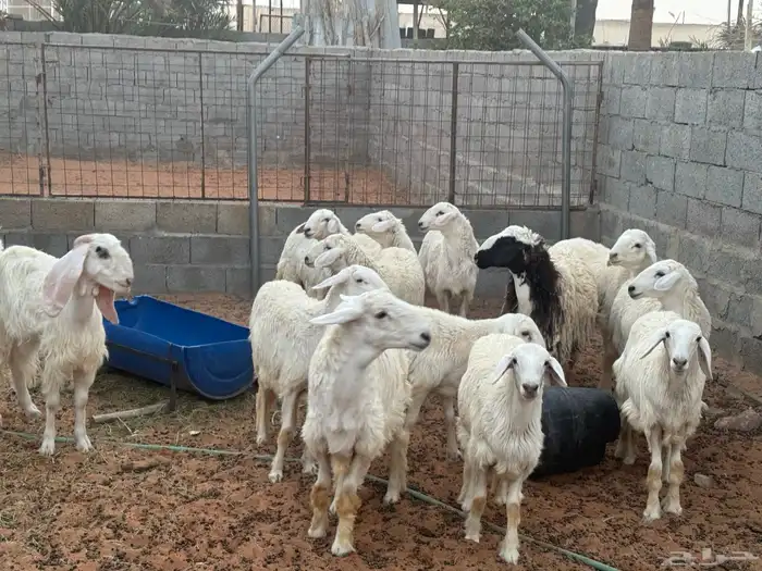 غنم ومعزى حلوة وتعجب اللي يبي ينقي ويدرهمني بشي طيب بالخرج 2