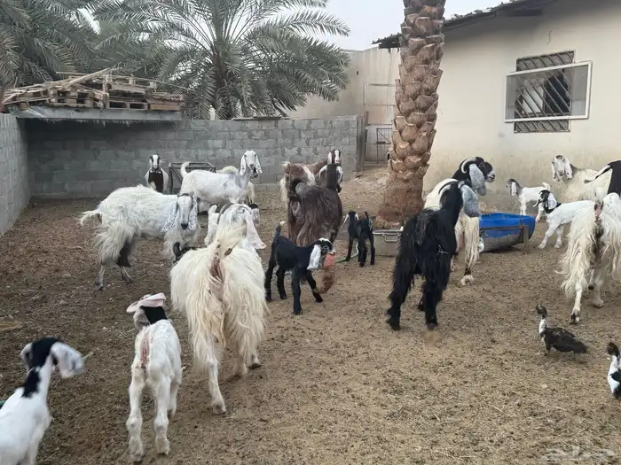 غنم ومعزى حلوة وتعجب اللي يبي ينقي ويدرهمني بشي طيب بالخرج 13