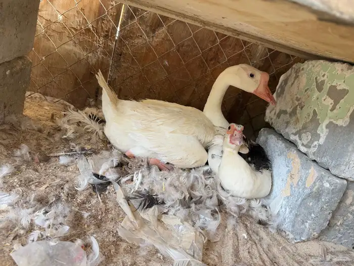 وز بلغاري 1