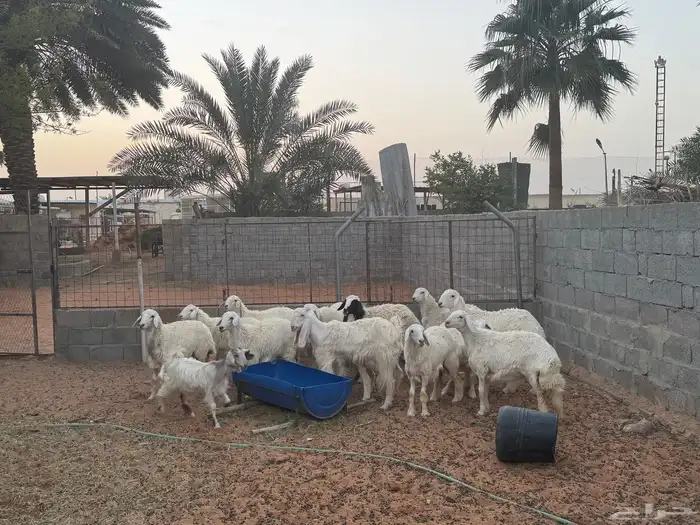غنم ومعزى حلوة وتعجب اللي يبي ينقي ويدرهمني بشي طيب بالخرج 6