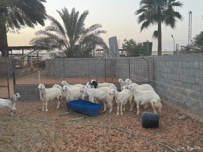 غنم ومعزى حلوة وتعجب اللي يبي ينقي ويدرهمني بشي طيب بالخرج 0