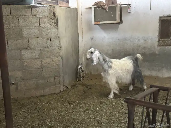 غنم ومعزى حلوة وتعجب اللي يبي ينقي ويدرهمني بشي طيب بالخرج 4