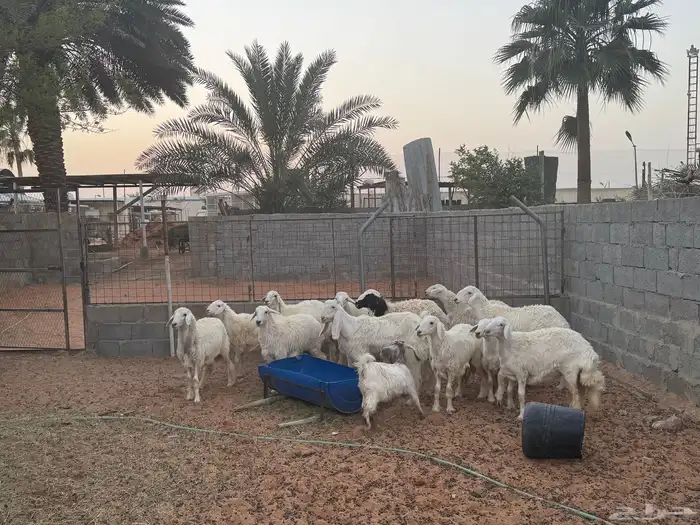غنم ومعزى حلوة وتعجب اللي يبي ينقي ويدرهمني بشي طيب بالخرج 3