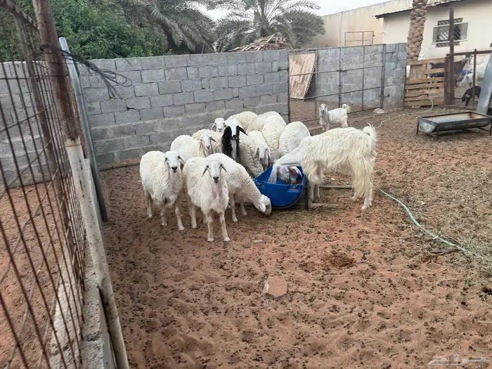 غنم ومعزى حلوة وتعجب اللي يبي ينقي ويدرهمني بشي طيب بالخرج 17