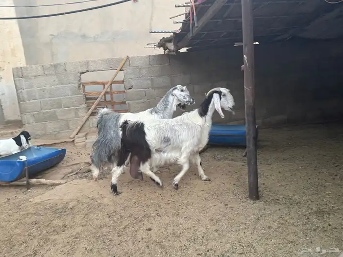 غنم ومعزى حلوة وتعجب اللي يبي ينقي ويدرهمني بشي طيب بالخرج 14