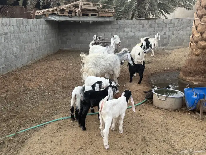 غنم ومعزى حلوة وتعجب اللي يبي ينقي ويدرهمني بشي طيب بالخرج 7