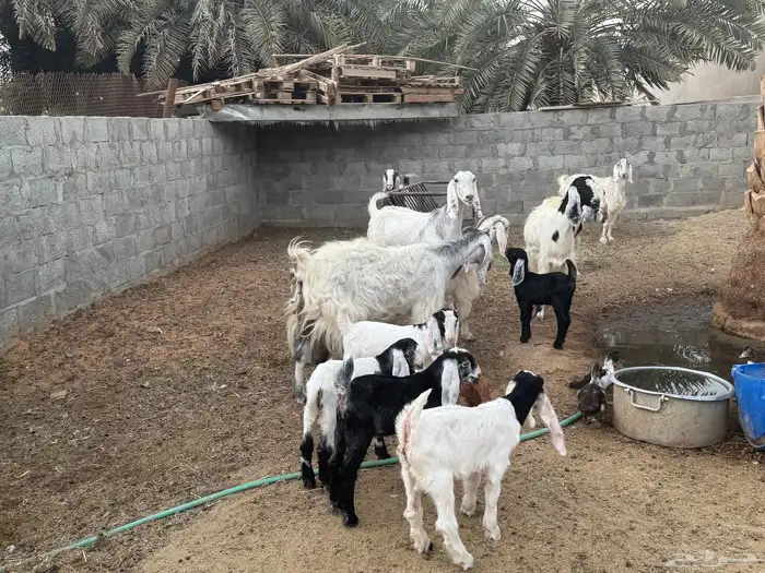 غنم ومعزى حلوة وتعجب اللي يبي ينقي ويدرهمني بشي طيب بالخرج 1