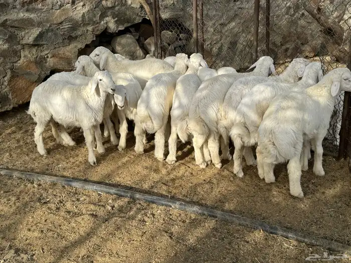طليان حرية كفووو 4