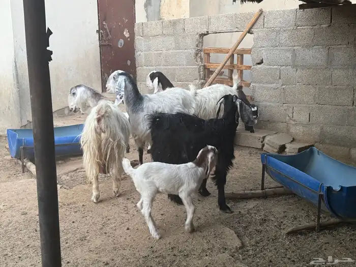 غنم ومعزى حلوة وتعجب اللي يبي ينقي ويدرهمني بشي طيب بالخرج 5