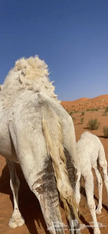 للبيع خلفه هديه 0
