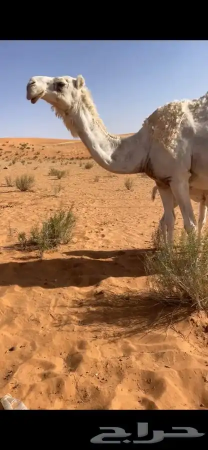للبيع خلفه هديه 2