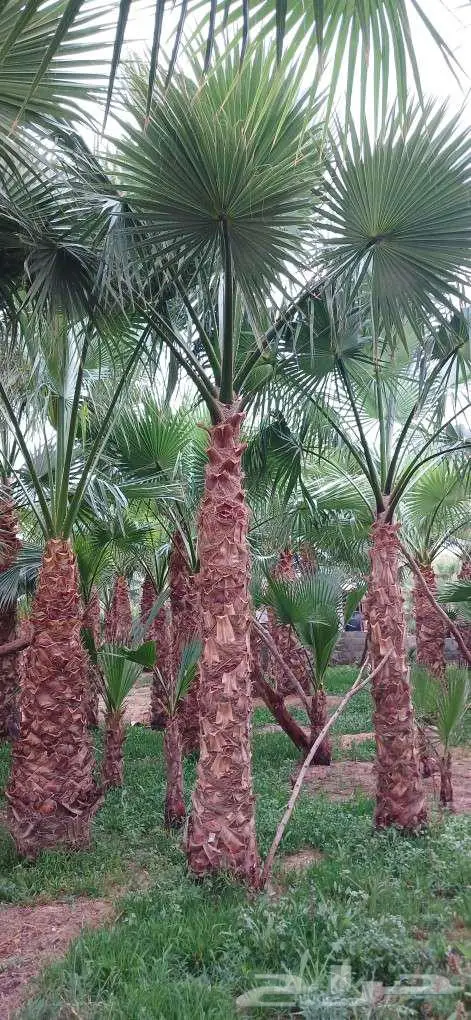 نخل واشنطن واشنطني واشنطوني 12