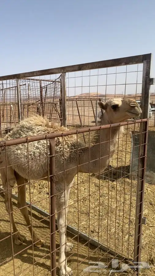 حاشي الباني طيب للبيع 0