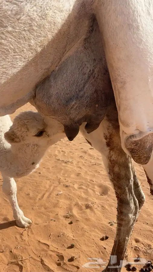 للبيع خلفه هديه 1