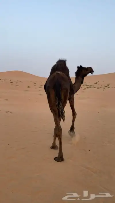 ناقه مجهم مقنوي 0