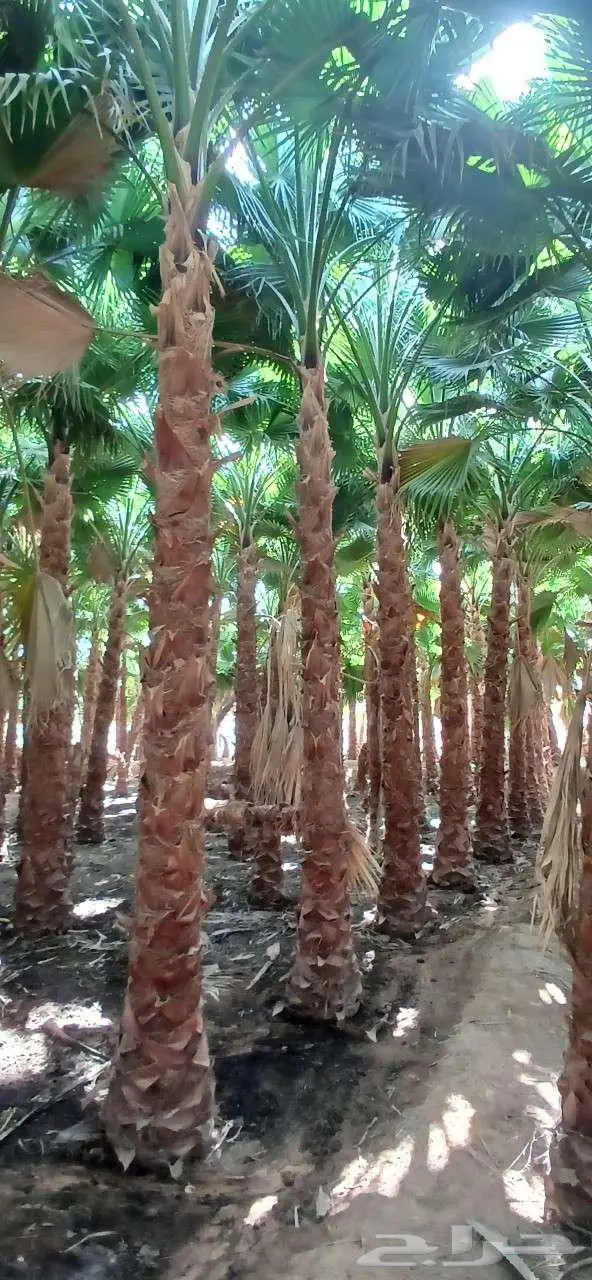 نخل واشنطن واشنطني واشنطوني 6