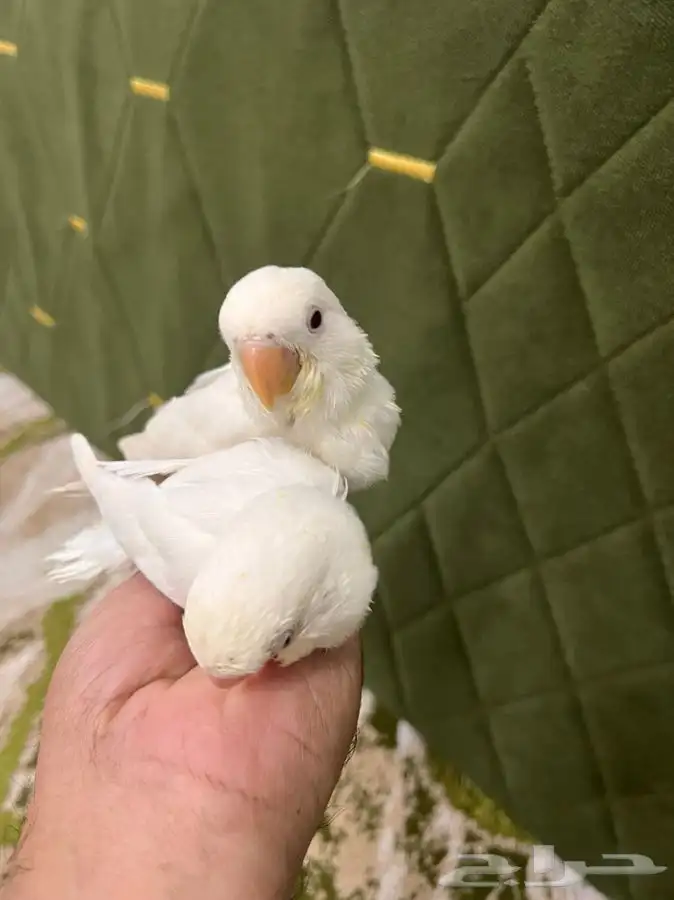 فروخ روز اليفه 0