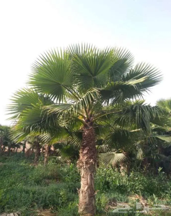 نخل واشنطن واشنطني واشنطوني 1